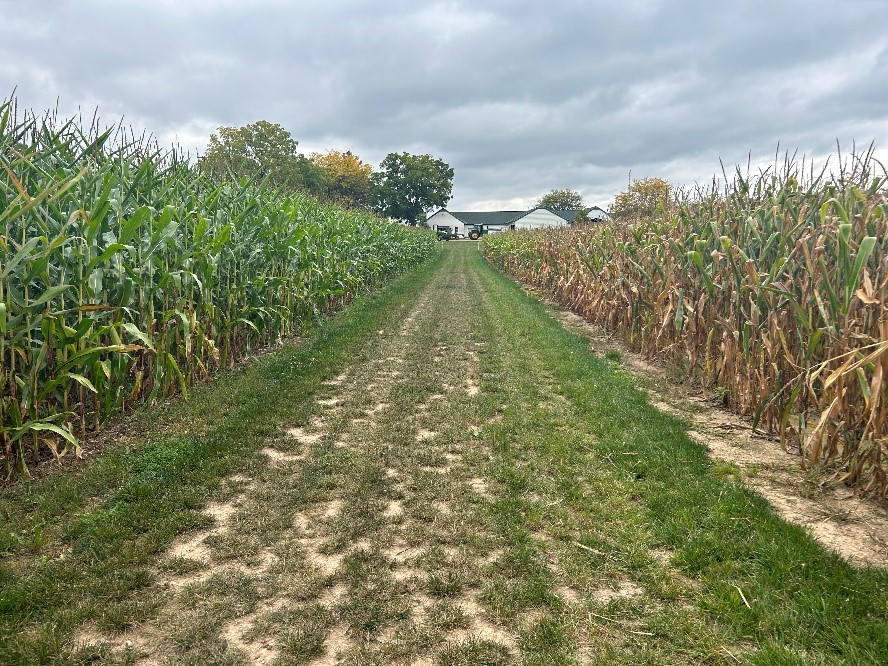Two different corn plots.